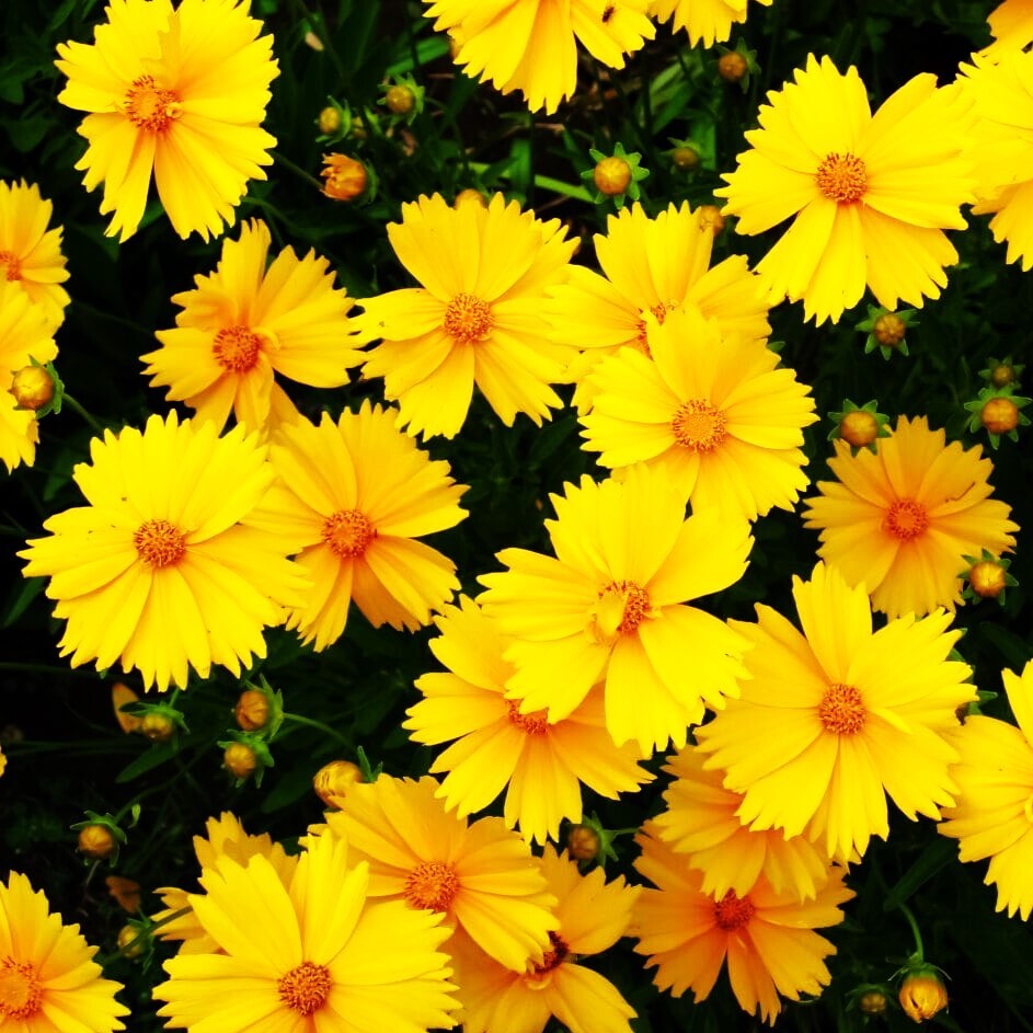 Lanceleaf Coreopsis Seeds | Yellow Tickseed May Perennial Wildflower Seed 2025