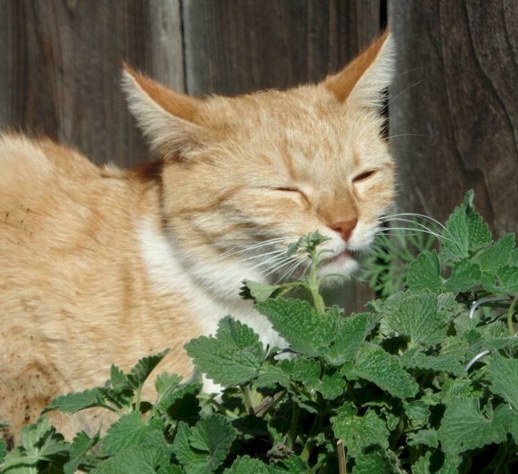 500 CATNIP SEEDS NON – GMO FRESH GARDEN HARVEST HERBS