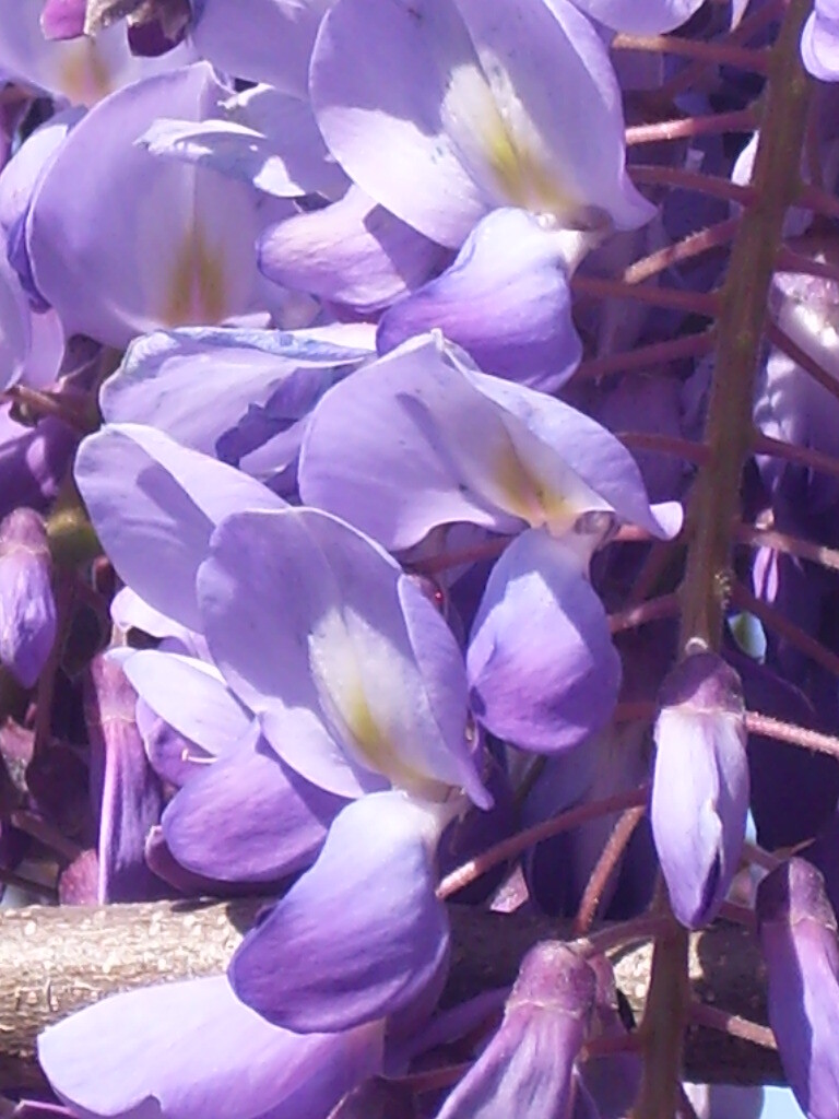 10 PURPLE CHINESE WISTERIA SEEDS – Wisteria sinensis