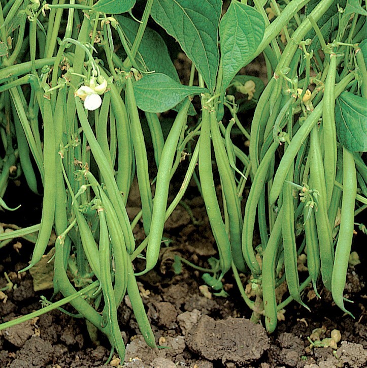 BULK Blue Lake 274 Green Bean Seeds | Bush Beans Wholesale Vegetable Seed 2024