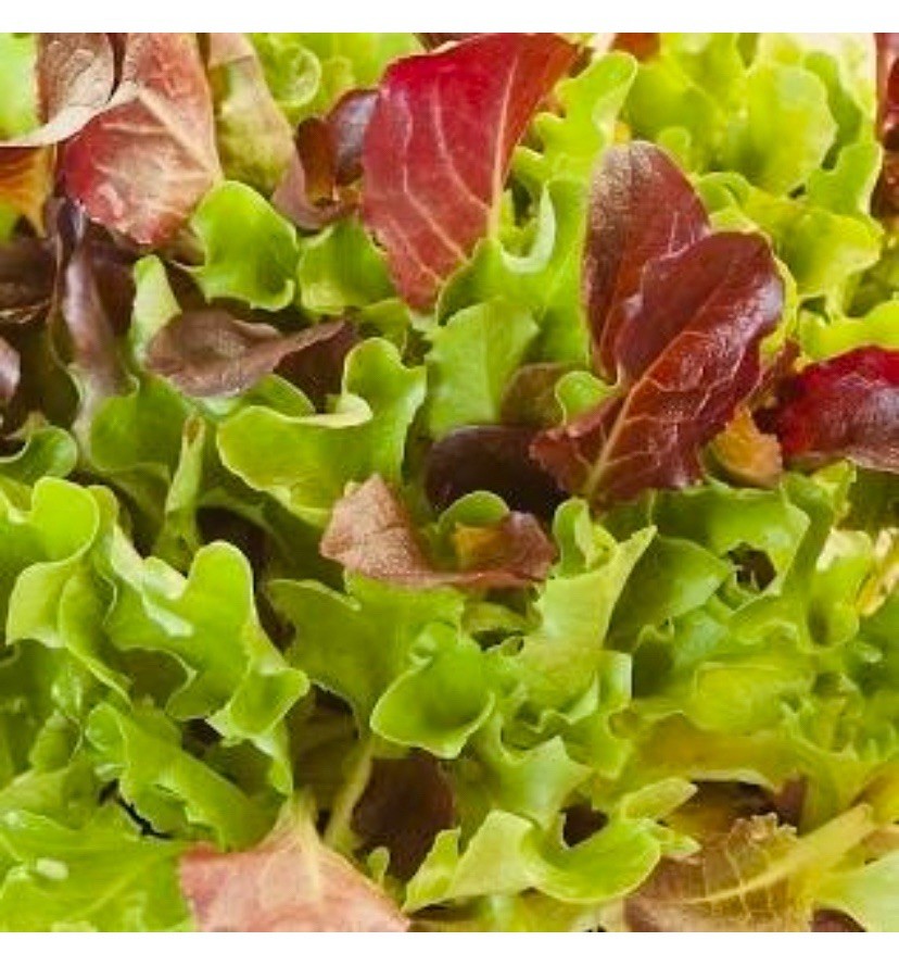 500 Lettuce Seeds – Heatwave Mix | Non-GMO. Heirloom. Heatwave Lettuce Seed USA