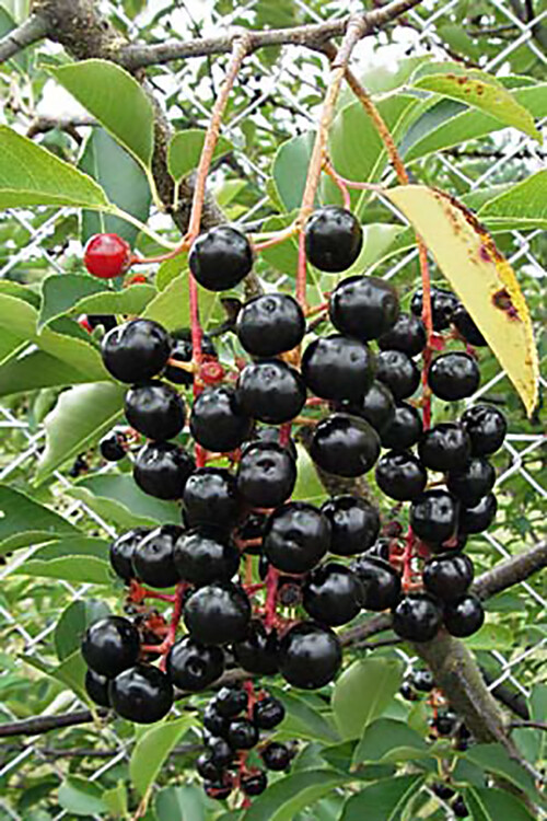 Black Cherry, Prunus serotina, Tree Seeds (Edible, Hardy, Fast, Fall Color)