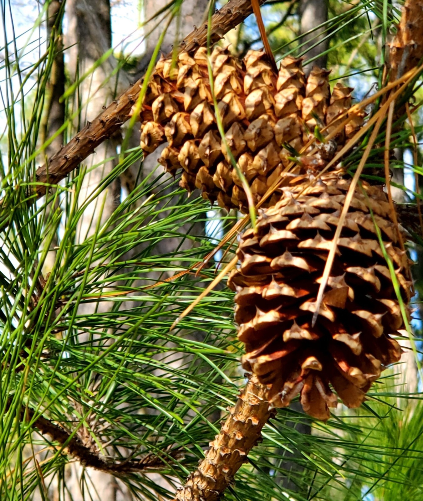 Loblolly Pine Tree | Premium Seeds | Pinus taeda | Plants’®