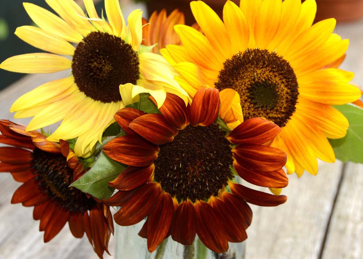 Autumn Beauty Sunflower Mix, Very Colorful, Variety Sizes Sold, FREE SHIPPING