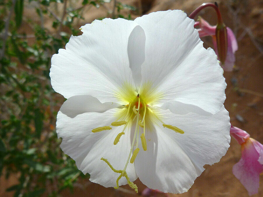 White Evening Primrose Flower Seeds Oenothera pallida (1000 to 25,000 SEEDS)