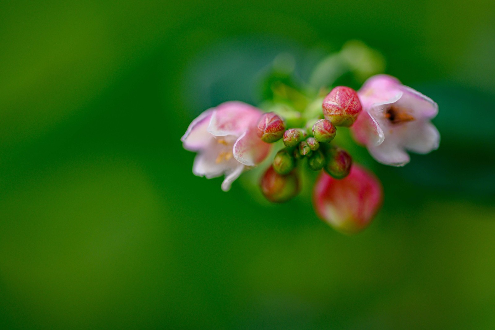 30 WESTERN SNOWBERRY Shrub White Pink Flower Symphoricarpos Occidentalis Seeds