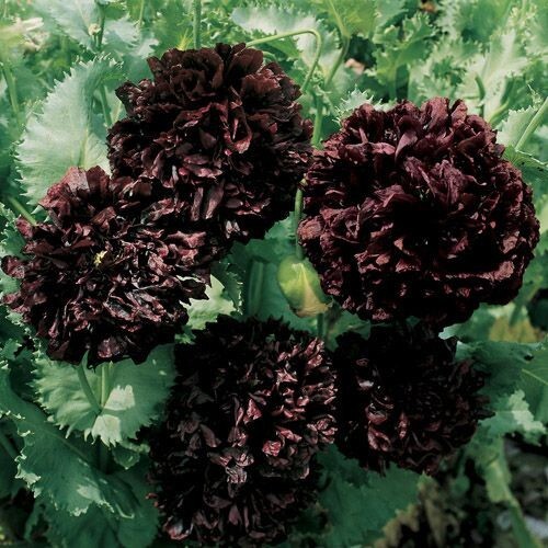Peony Poppy Black seeds 100+count~~Unique~ruffled~accent~zones 3-8~annual~