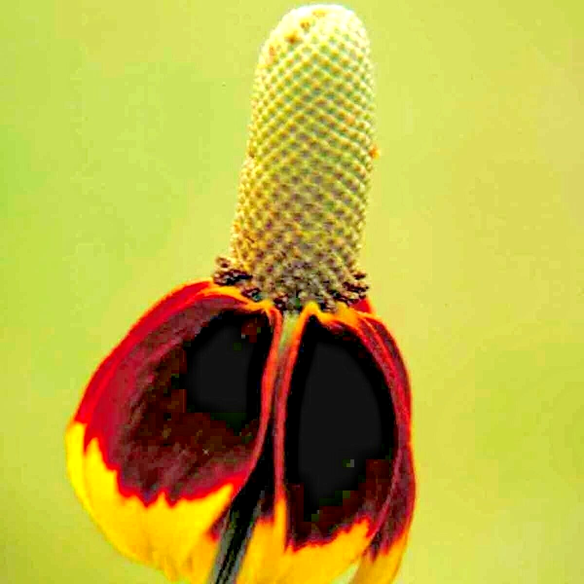200+ MEXICAN HAT SEEDS SPRING PERENNIAL RARE DROUGHT TOLERANT DEER REPELLENT USA