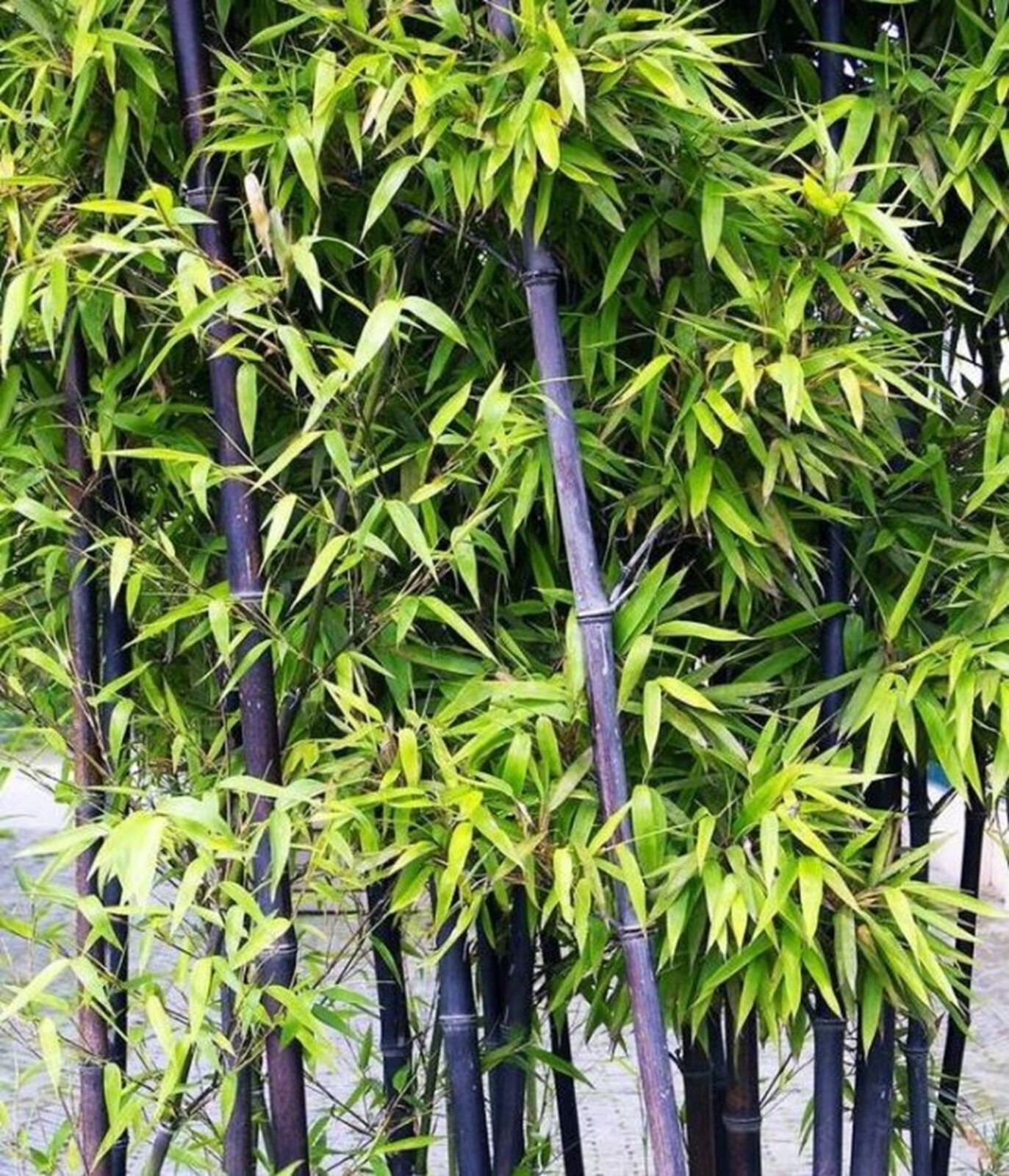 100 Purple Bamboo Seeds Perennial Seed Ornamental Privacy US SELLER