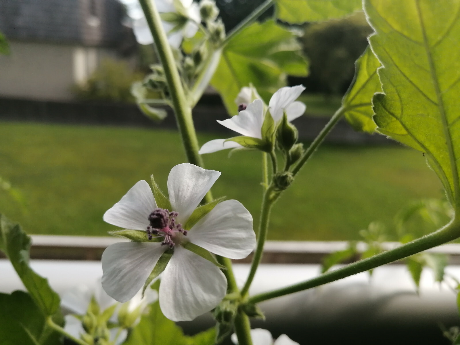 100 Marshmallow Herb Seeds Althaea officinalis for Marsh Mallow Medicinal Roots