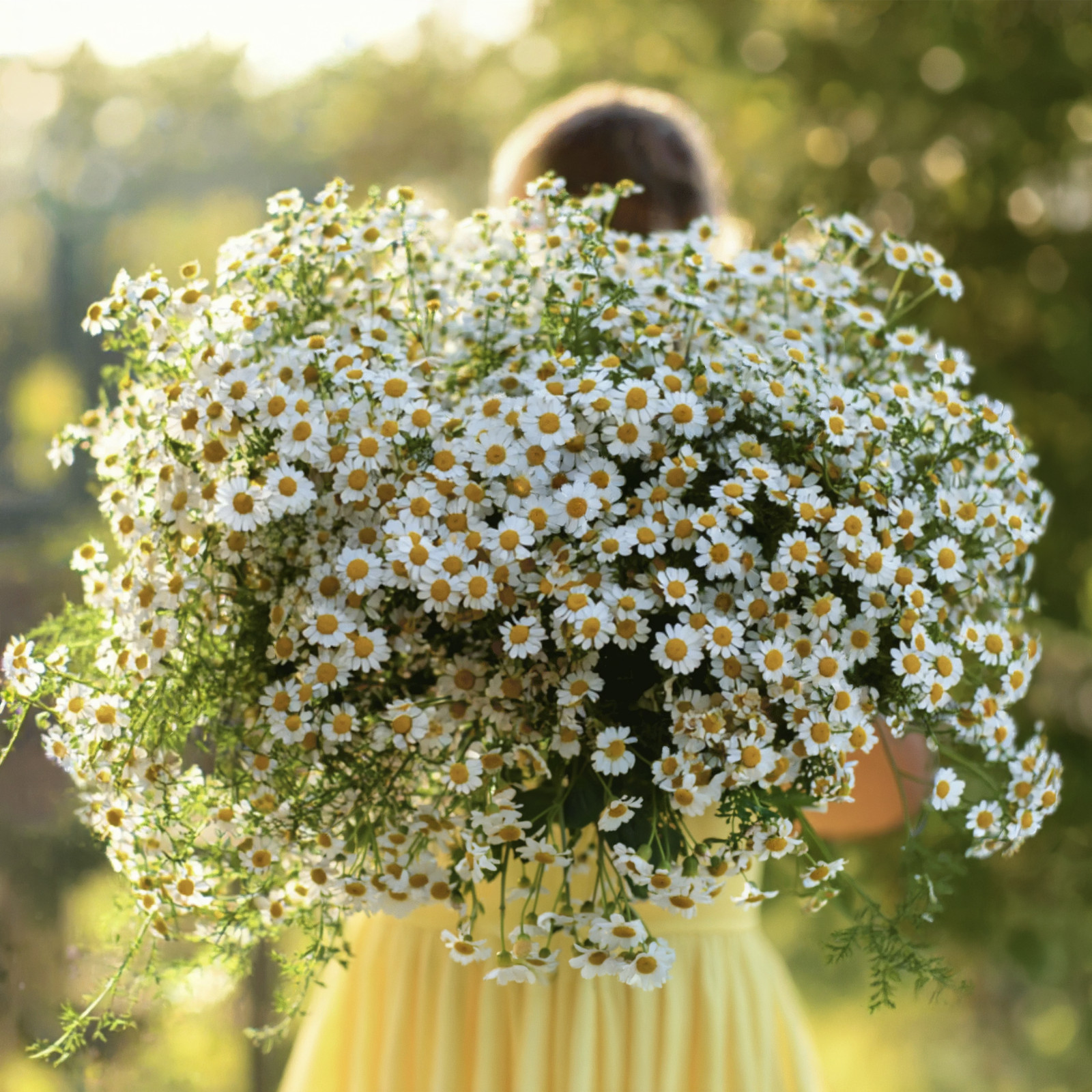 100+ Feverfew Seeds – Medicinal Plant – Herb , Non-GMO, Heirloom USA Seller