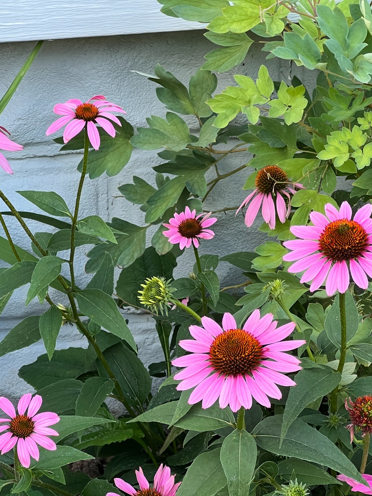 Coneflower Echinacea Seed Mix – NON-GMO – Free Shipping