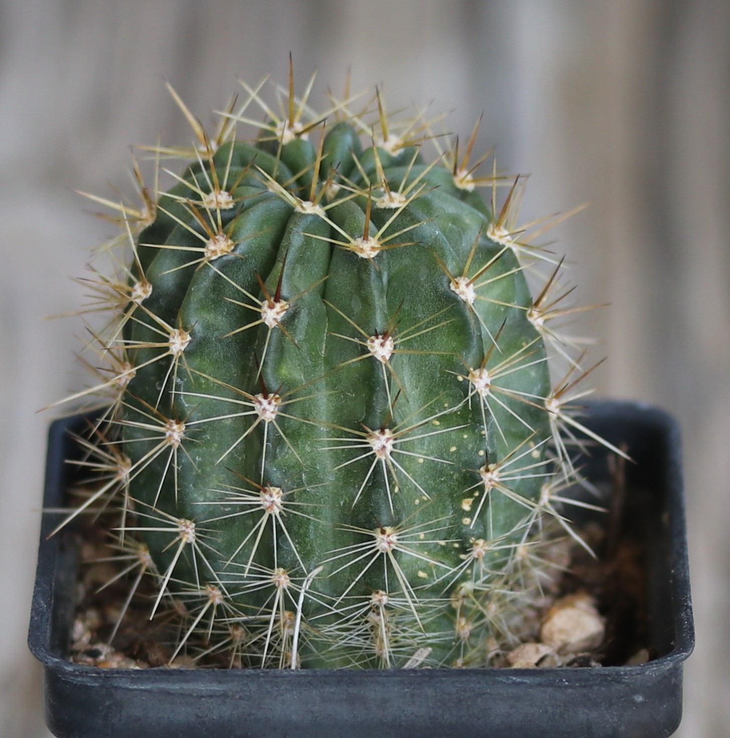 Echinopsis hybrid ‘Yes’