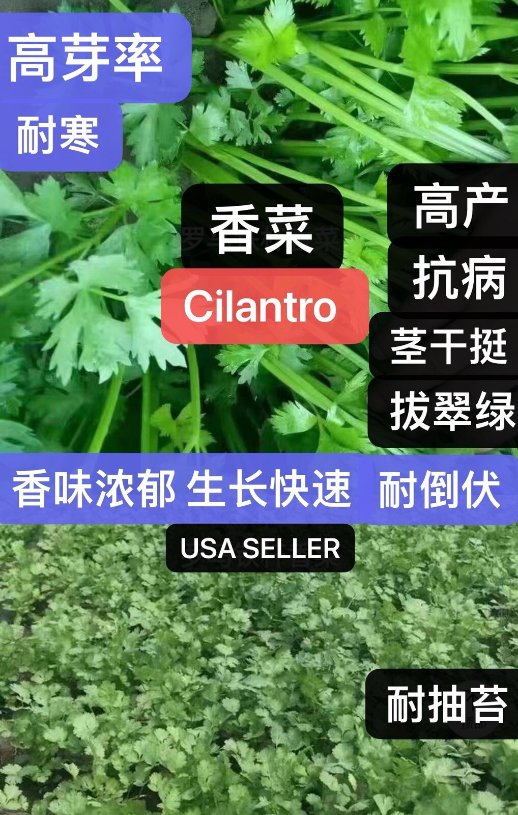 400+ Split Cilantro/Coriander Herb Garden seeds 400多粒香菜种子 2024年新种子