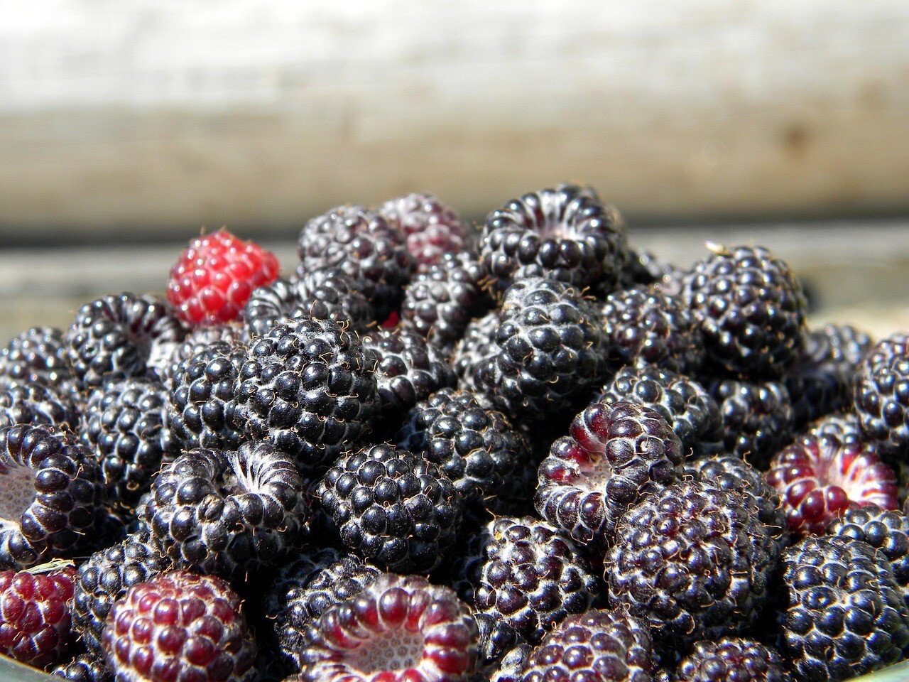 ORGANIC BLACK RASPBERRY 250+ Seeds, Fresh, Made in USA