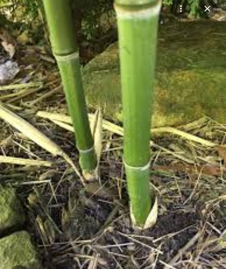 2″ Green Bamboo poles 6ft poles bundle of 6