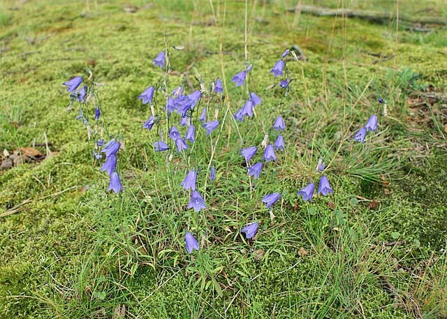 Campanula rotundifolia | Bluebell of Scotland | 100 Seeds