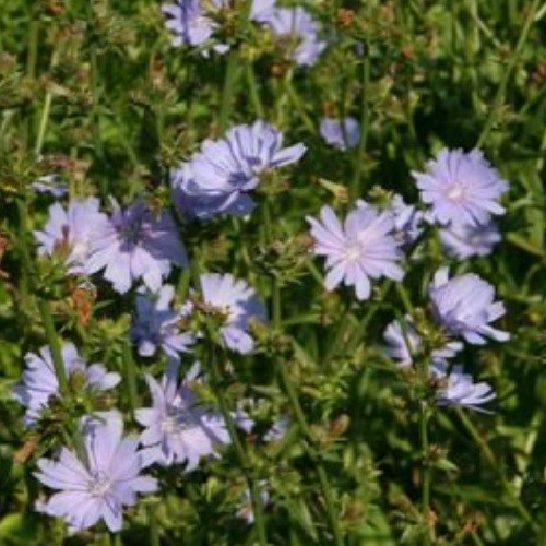 Chicory (Cichorium intybus) Seeds – Cornflower Blue Blooms – Heirloom Perennial