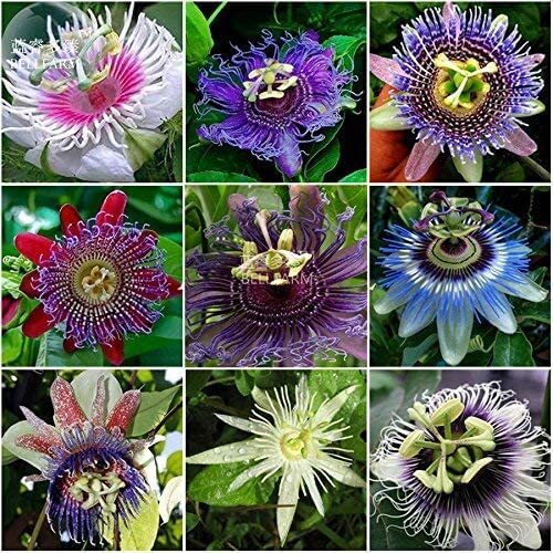 Passion Flower Seeds for Planting – 50+ Seeds – Grow Exotic Passion Flower Vines