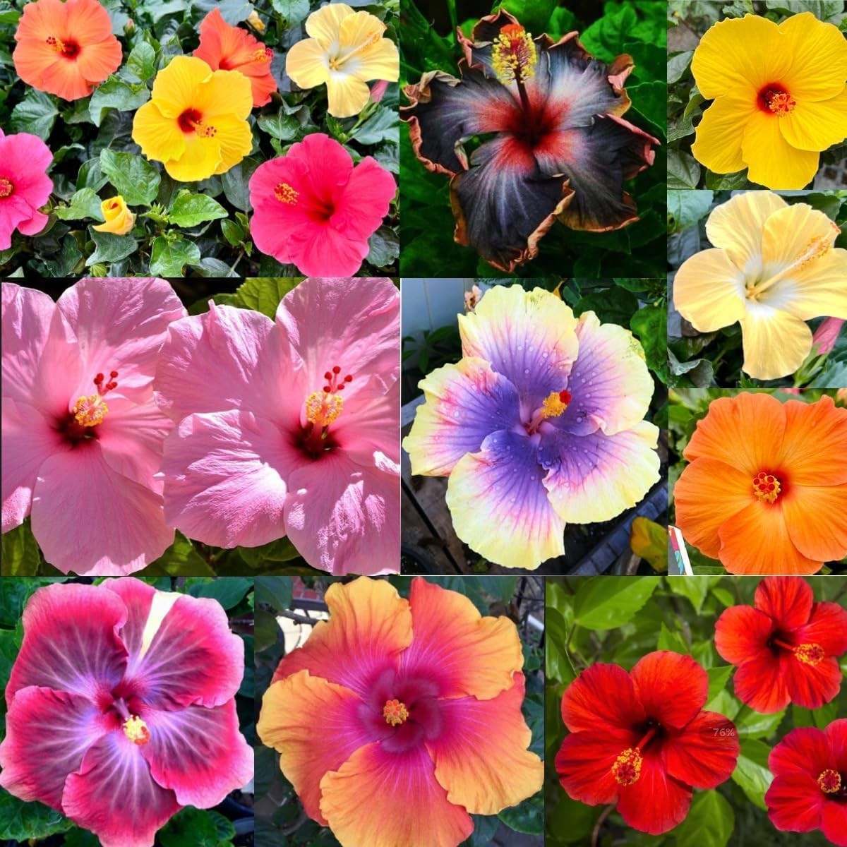 120+ PCS Mixed Giant Hibiscus Seeds for Planting Flowers Perennial Flower Outdoo