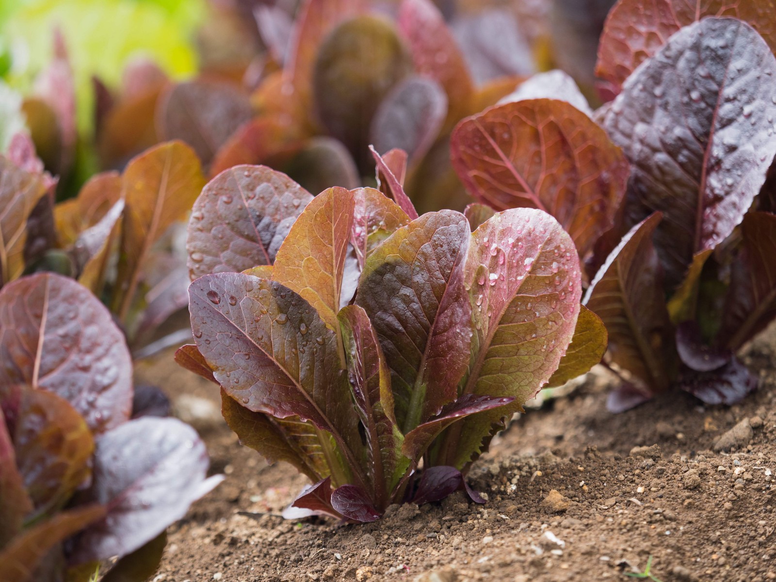 3000 CIMMARON Red ROMAINE LETTUCE Lactuca Sativa Vegetable Seeds