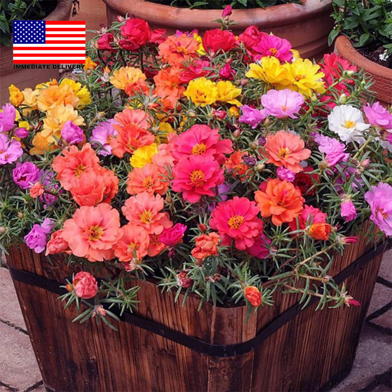 10000+ Portulaca Grandiflora Moss Rose Seeds Mixed Color Spreading for Planting