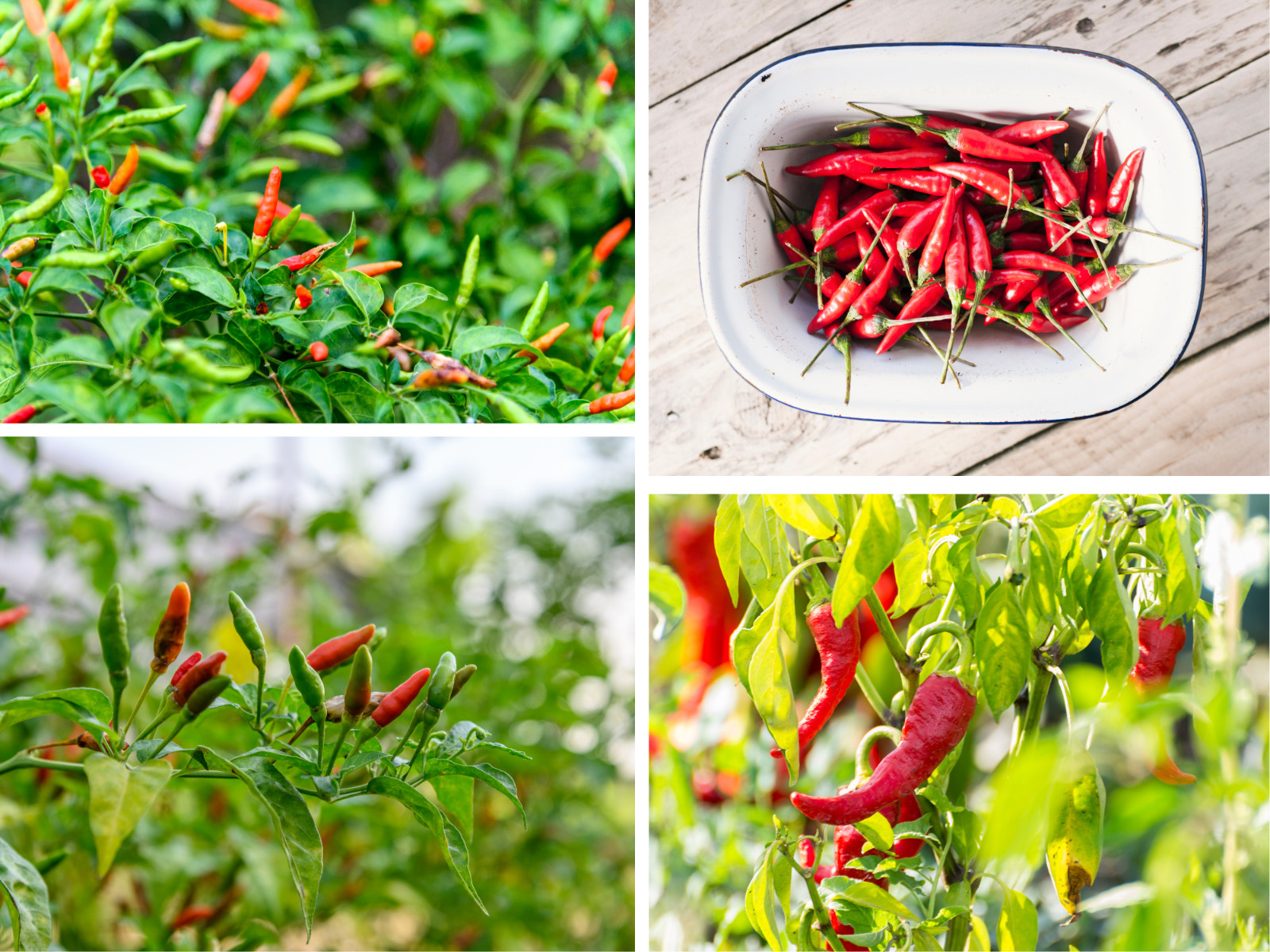 35 Seeds| Bird’s Eye Chili Peppers (Thai) Seeds#6039