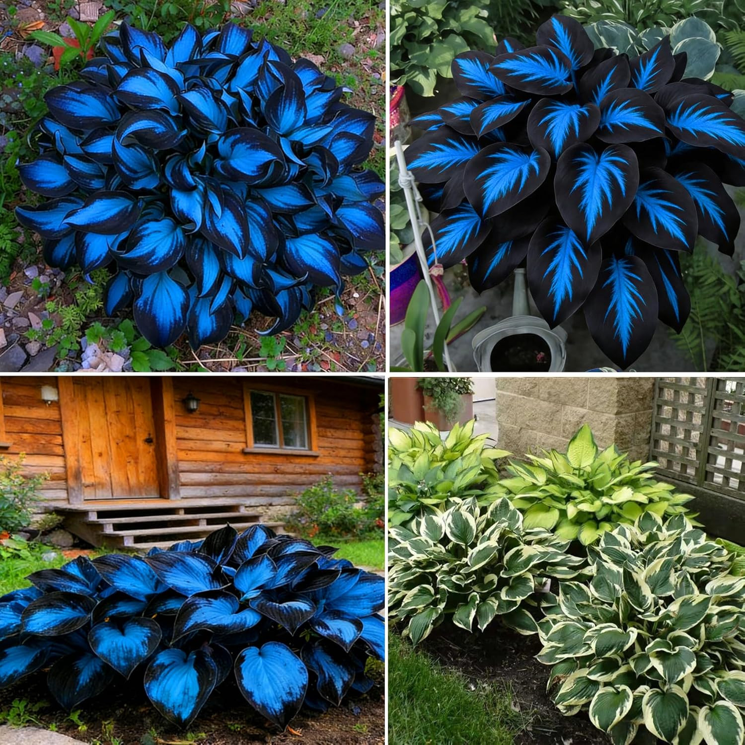 Hosta Seeds for Planting, 290+Pcs Rare Perennial Hosta Flower Seeds Plants, Non-