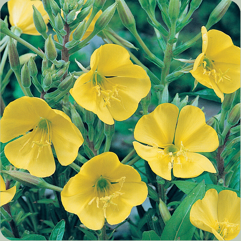 Evening Primrose Seeds 200+ Yellow Flower USA FREE SHIPPING DWARF PERENNIAL