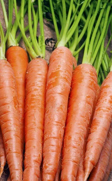 600+Carrot Seeds Tendersweet Carrot Sweetest Great Tasting Garden Vegetable USA