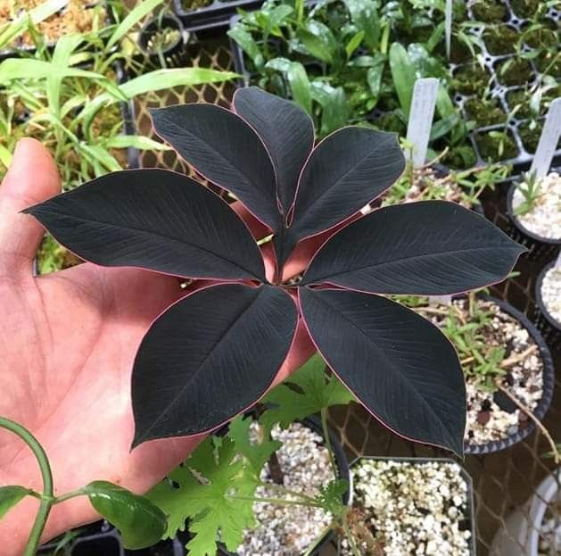 Amorphophallus atroviridis bulb caudex – tropical RARE plant