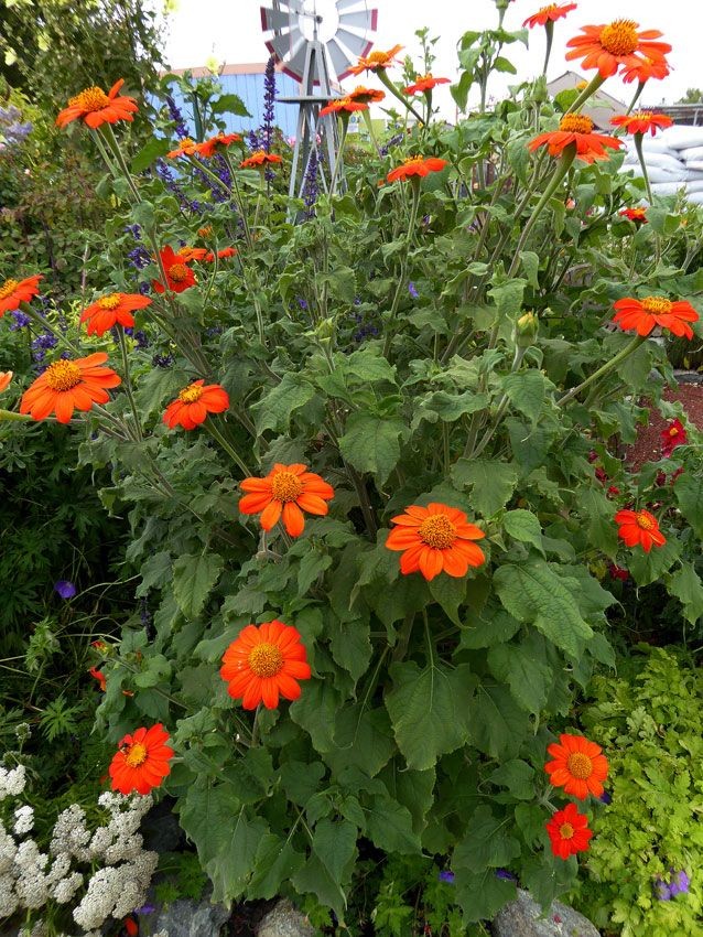 Mexican Sunflower Seeds | For Planting Tithonia Red Daisy Sun Flower Seed 2025