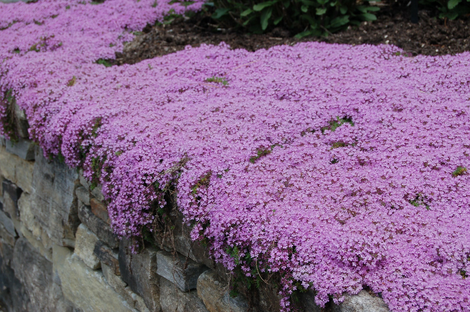 Creeping THYME Seeds BULK Thymus Serpyllum Groundcover Heirloom Native Herb LOT