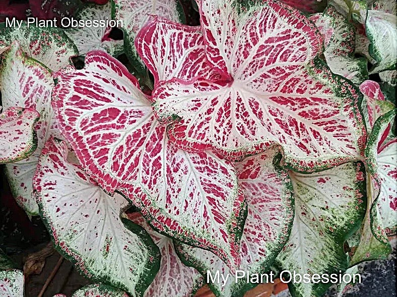 Caladium ‘Peppermint’ Size #2 (2 Bulbs)