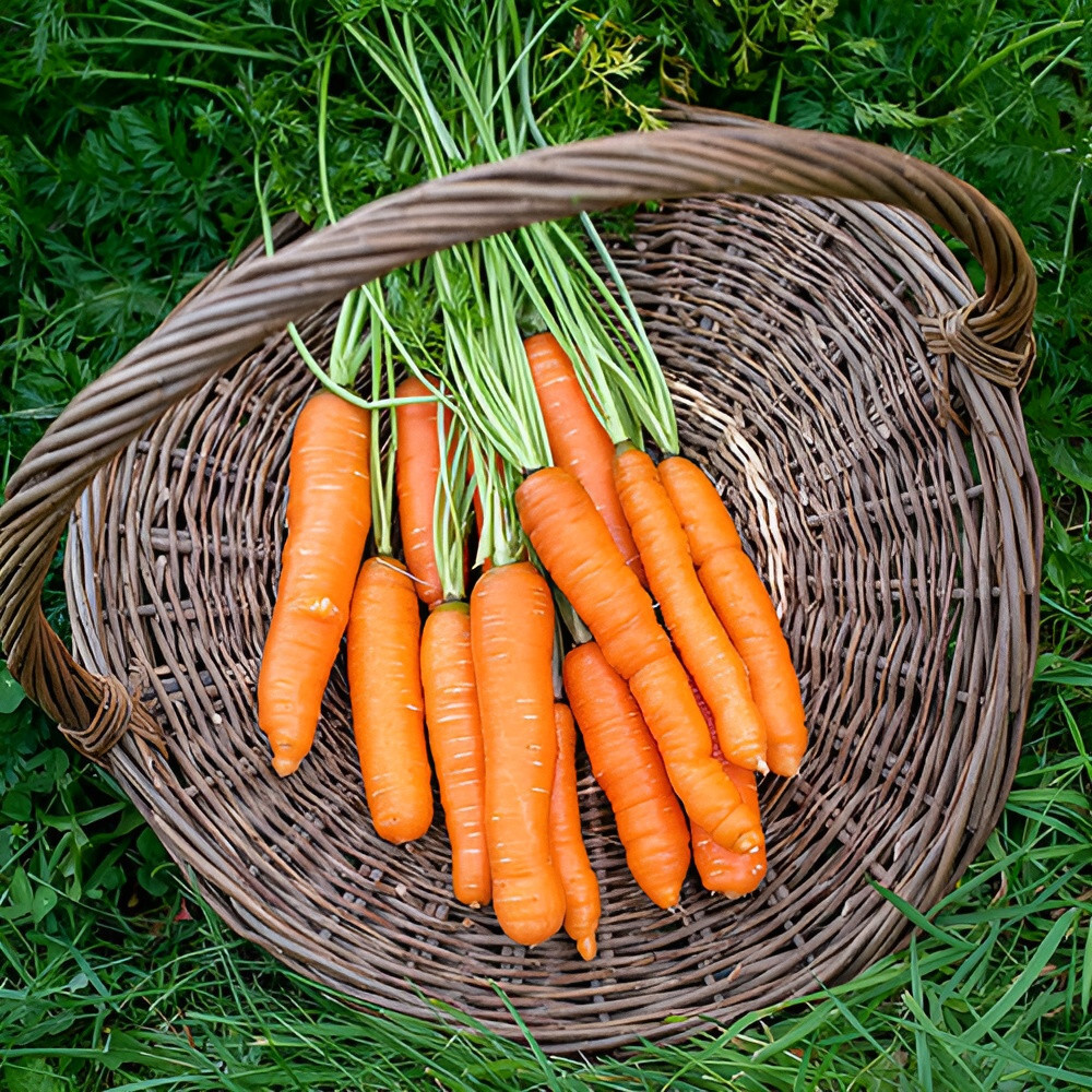 1,000 Heirloom Brilliance Carrot Seeds – Organic NonGMO Vibrant Orange Sweet