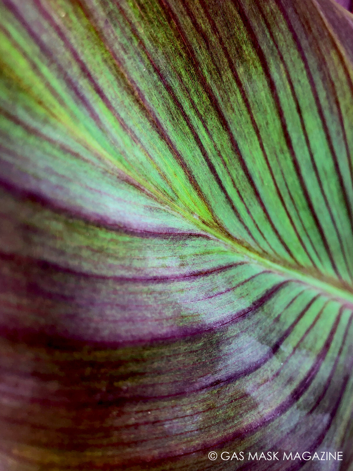 Intrigue Canna Lily Live Plant Rhizome, Orange Bloom Purple Foliage