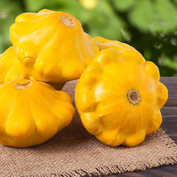 Sunburst Yellow Patty Pan Seeds | Bush Scallop Squash Golden Scallopini 2024