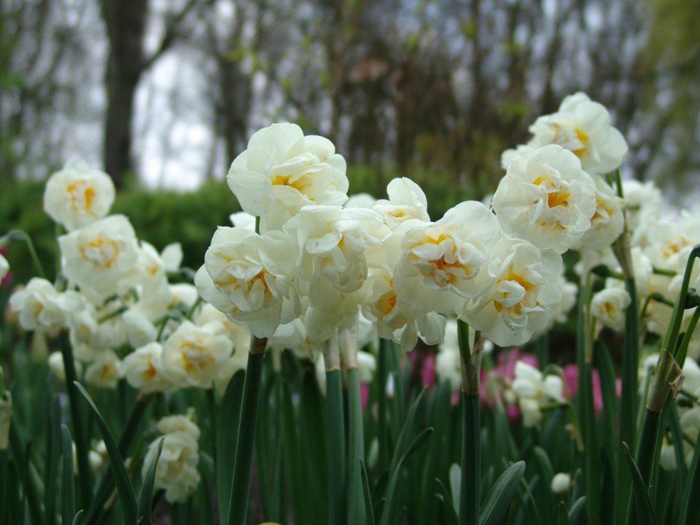 Daffodil Bridal Crown Bulbs – 12 Bulbs per order