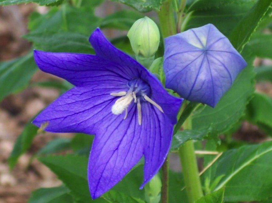 Balloon Flower SEEDS, (Platycodon grandiflorus) Bellflower