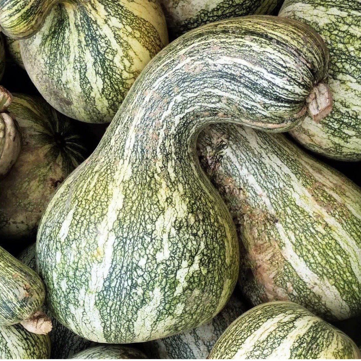 Green Striped Cushaw Pumpkin / Winter Squash, 20 seeds. Non-GMO~Free Shipping.