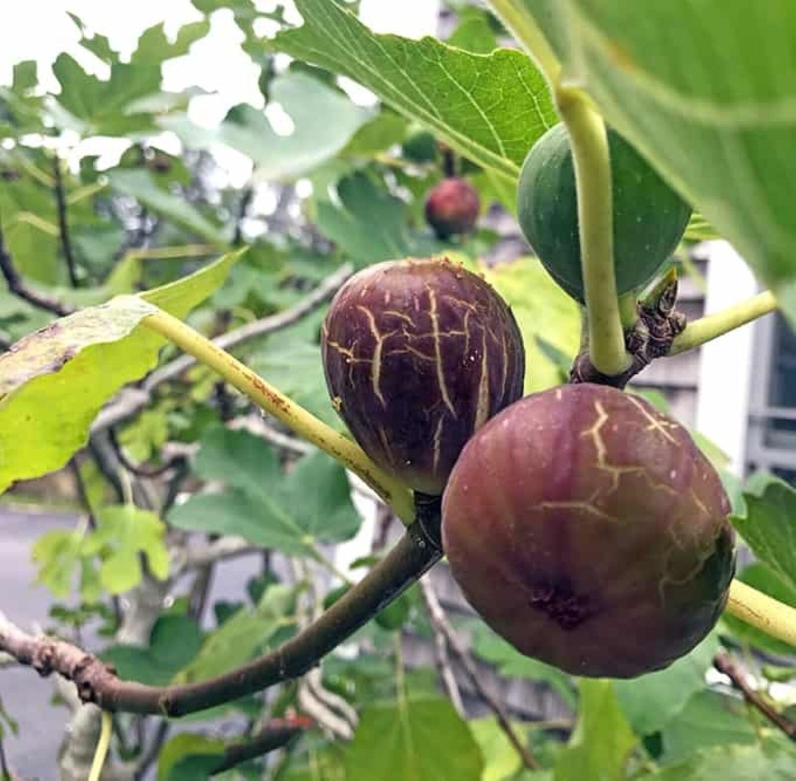 36-48″ tall Brown Turkey Fig Plant – Ficus carica tree
