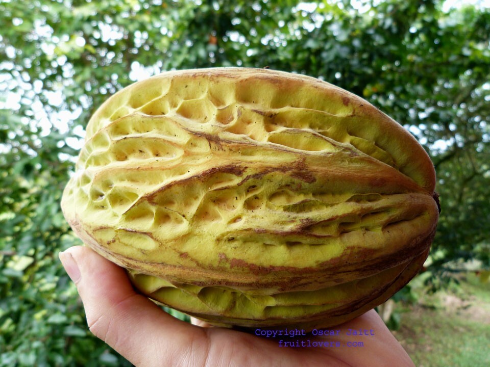 Theobroma Bicolor (White Cacao)cocoa tropical fruit tree Live Plant