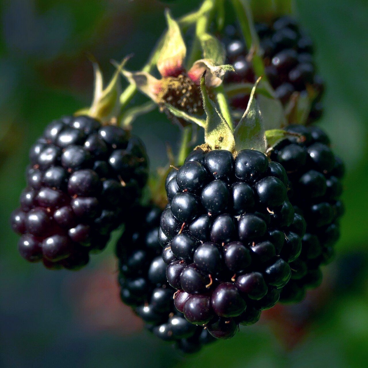 20 BLACKBERRY BUSH SEEDS (Rubus allegheniensis) Garden Fruit Plant Hardy-Zone 3
