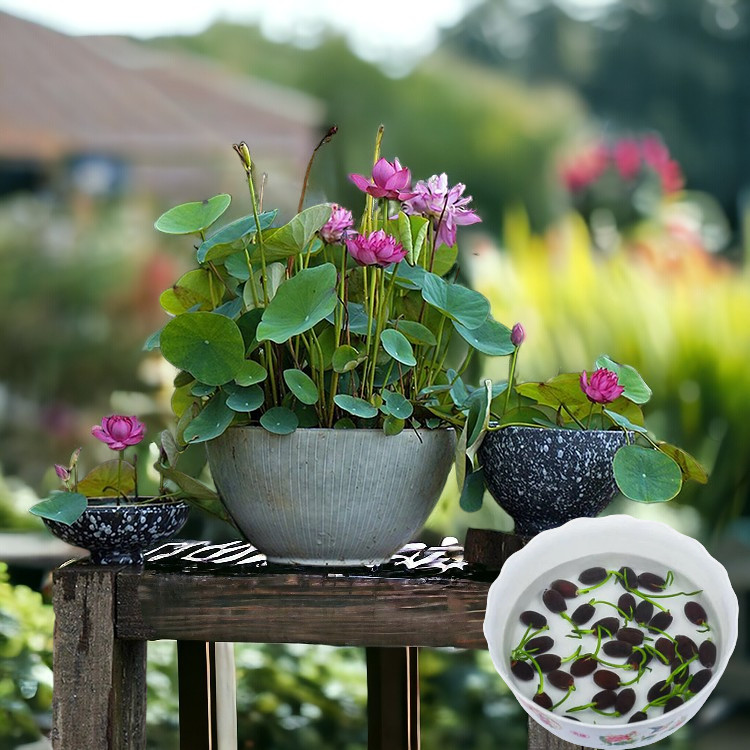10pcs Germinated Lotus Seeds, Ready to Plant – Mixed Color Bonsai Bowl Lotus