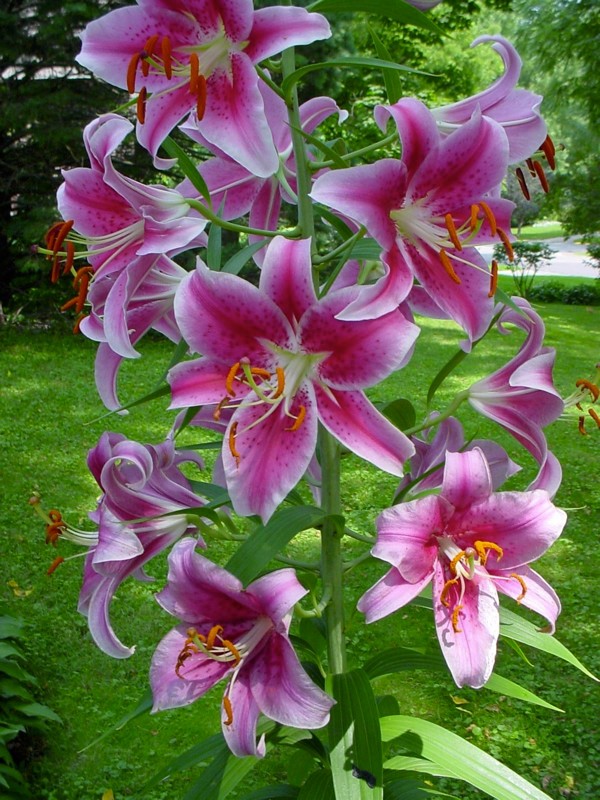 3 STAR GAZER Oriental Lily Bulbs Spring Planting ~Fragrant Summer Blooms~ Hardy