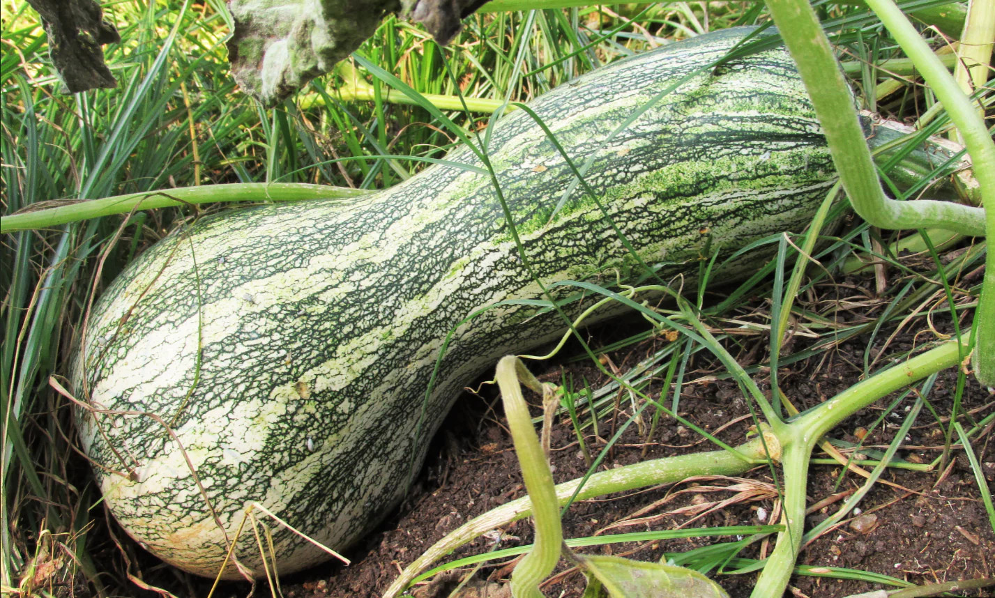 Green Striped Cushaw Seeds | Silver Pumpkin Winter Squash Vegetable Seed 2023