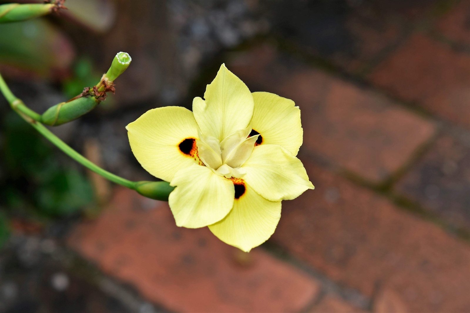 20 YELLOW AFRICAN IRIS Fortnight Lily Dietes Bicolor Butterfly Flag Flower Seeds