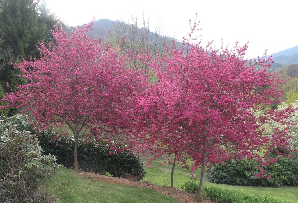 French Wild Apple Tree | Premium Seeds | Malus sylvestris ‘Spring’ | Plants’®