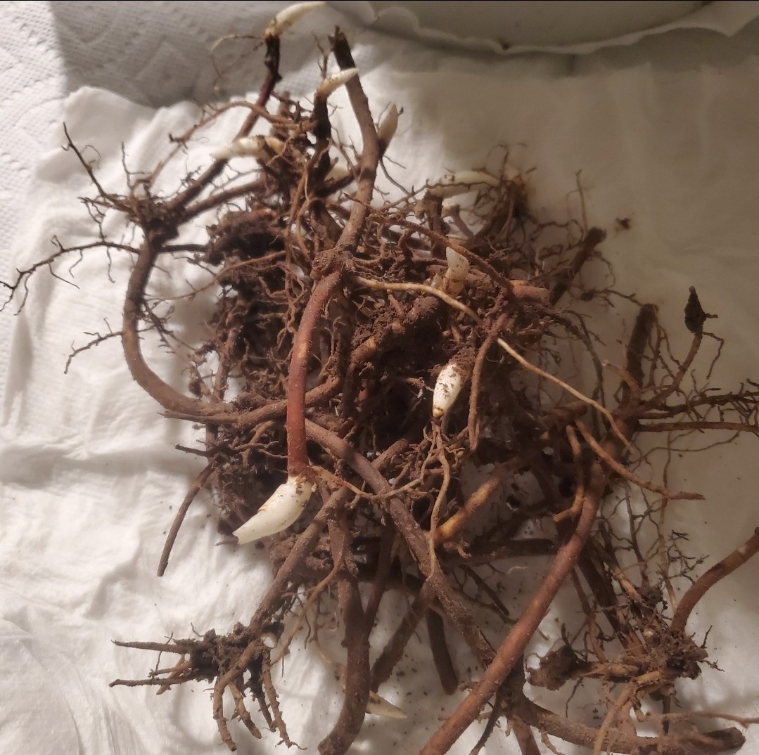 12 Fresh Mayapple Rhizomes, American Mandrake, Medicinal Herb, Edible Fruit.