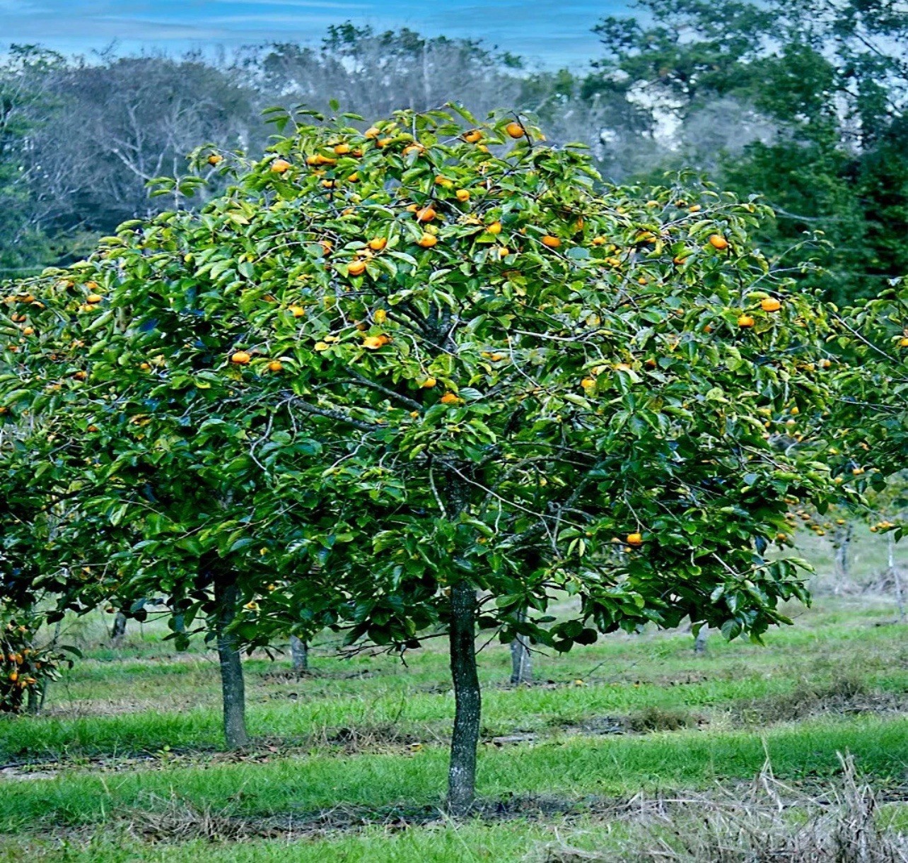 10 JAPANESE PERSIMMON TREE SEEDS (Diospyros Kaki) Asia Hardy Garden Fruit Plant